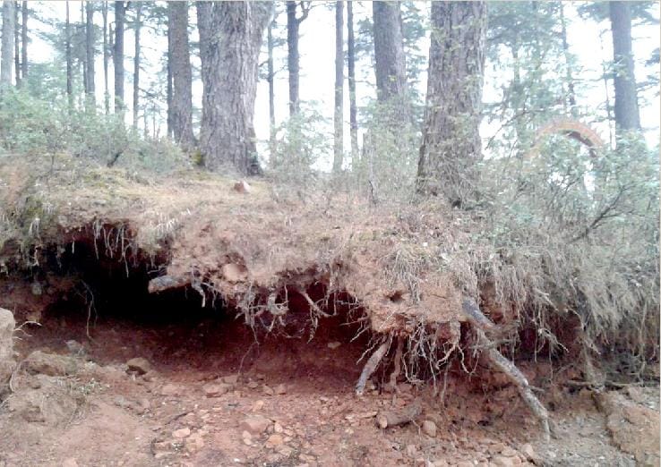 Being dug roots of pine, department mute