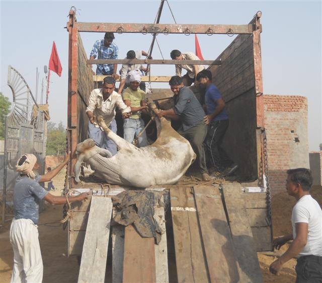 police cought a truck of cows, 9 killed