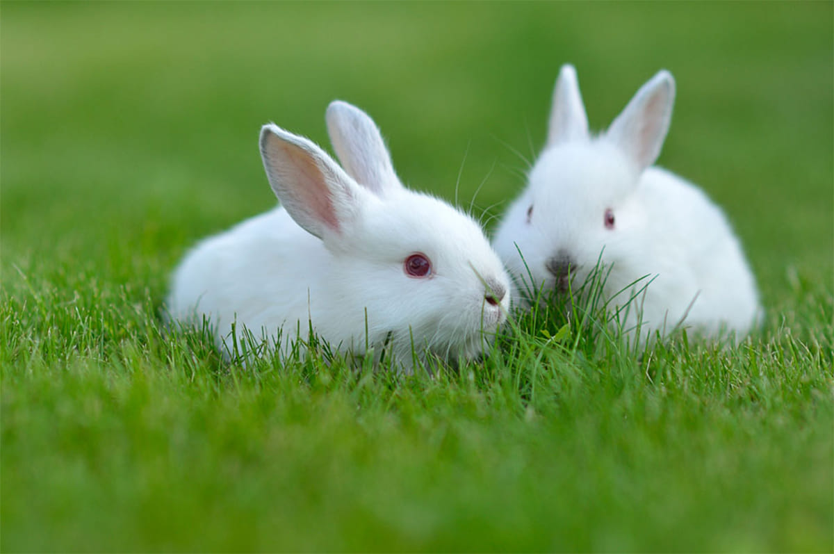 no use of animals to test the soap