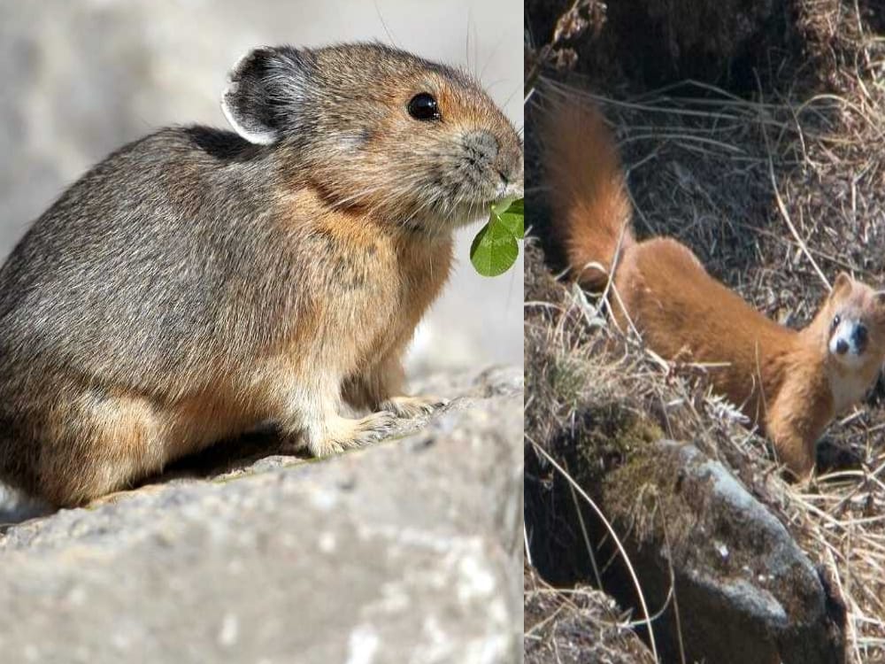 Rare creatures found in pithoragarh