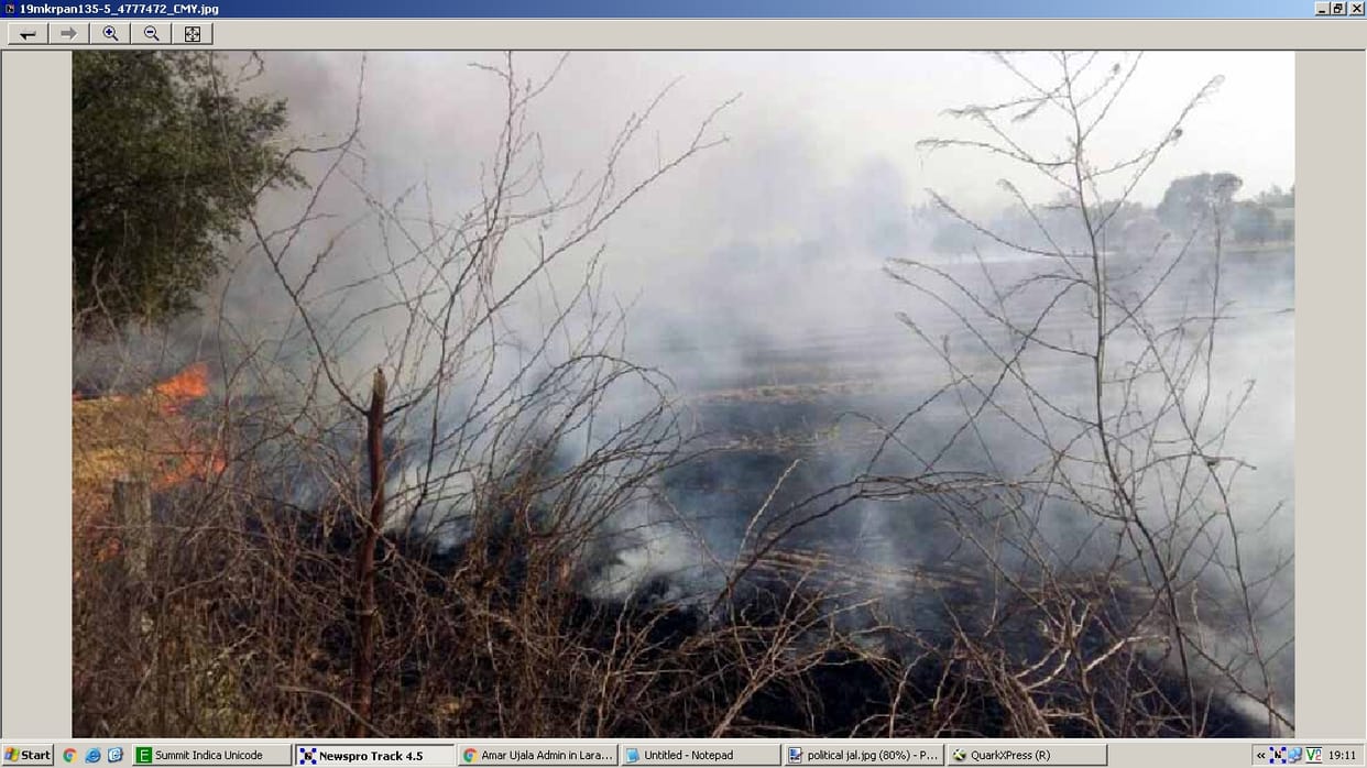 crop burnt, 35-acre, wheat crop, fire ash, muktsar, jalandhar, punjab