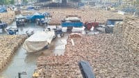Agriculture, Rain, Wheat Crop, Yamunanagar