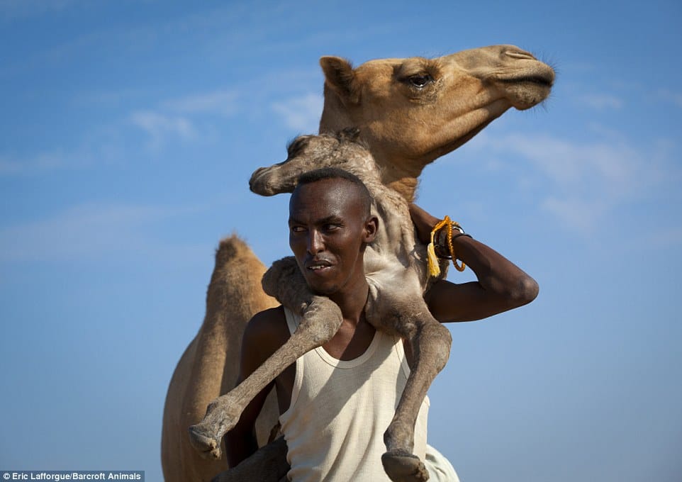 camel,rajasthan,amroha
