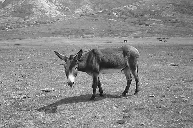 Number of donkeys decreased in many states of India