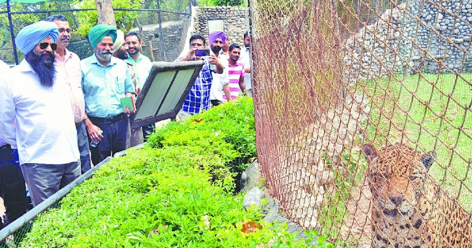 big announcement, punjab cabinet minister, government policy, chhatbeed zoo, mohali news