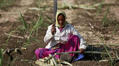 Sugarcane farming behind water crisis in Maharashtra