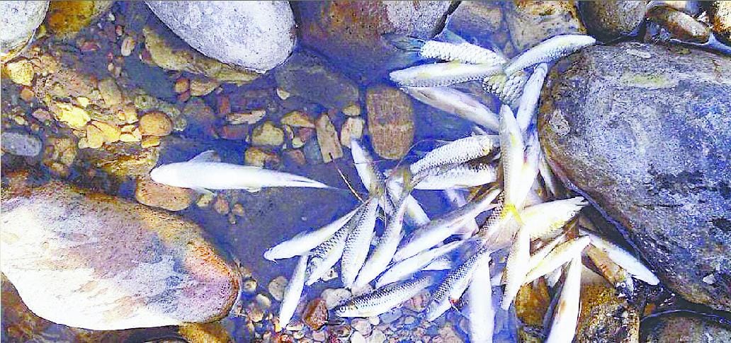 fish dead due to bleaching