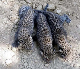 Cubs near Ftki Guldar