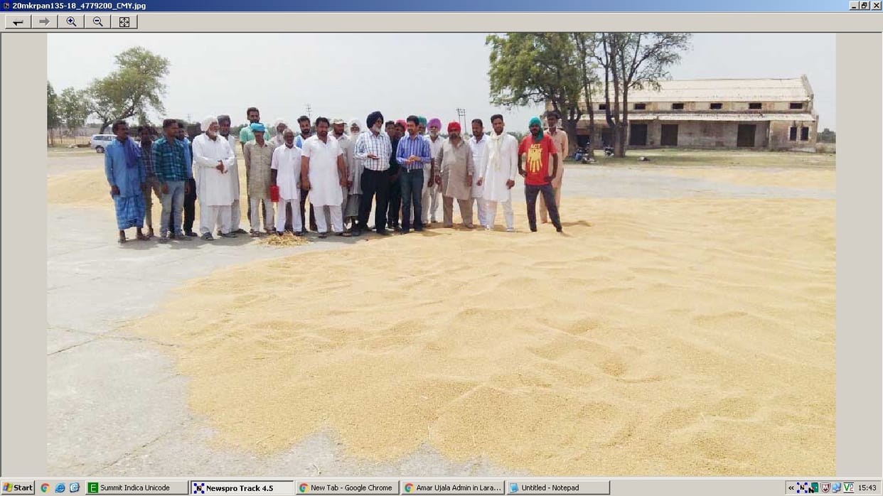 farmers, honey fttnwala, wheat crops, farmers, Immediately purchase, muktsar, jalandhar