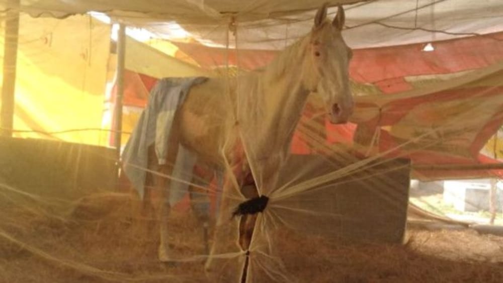 dehradun police horse shaktiman treatment 