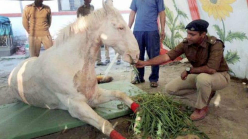 dehradun police horse shaktiman treatment 