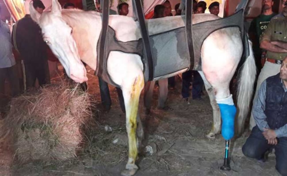 dehradun police horse shaktiman treatment 