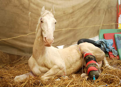 Police Horse shaktiman is no more, see the glimpse