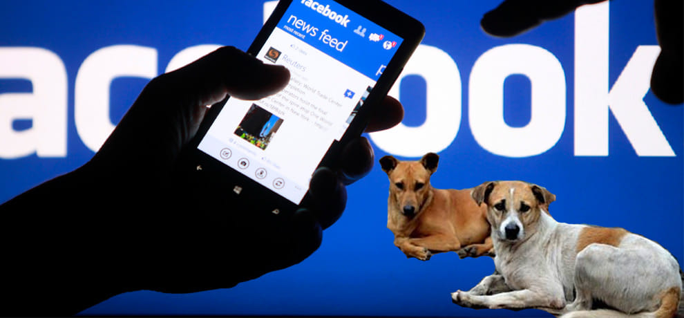 now you can complain of stray dogs on Facebook and twitter accounts