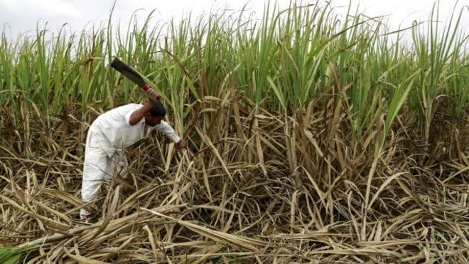 Sugarcane farming behind water crisis in Maharashtra