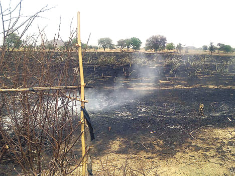 Ash from the fire in a field of sugar cane harvest