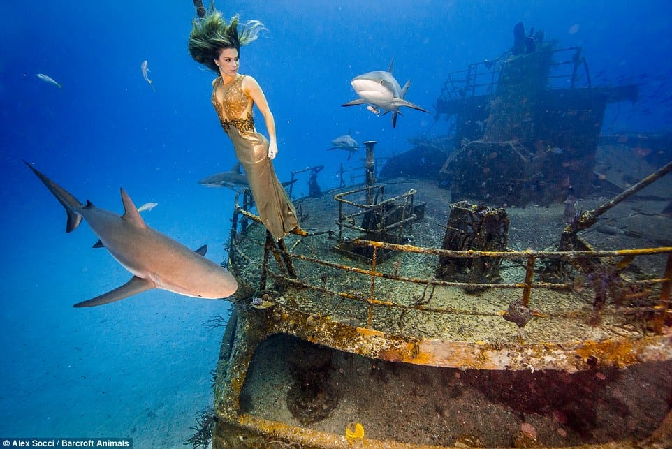 brazilian model shoots with sharks