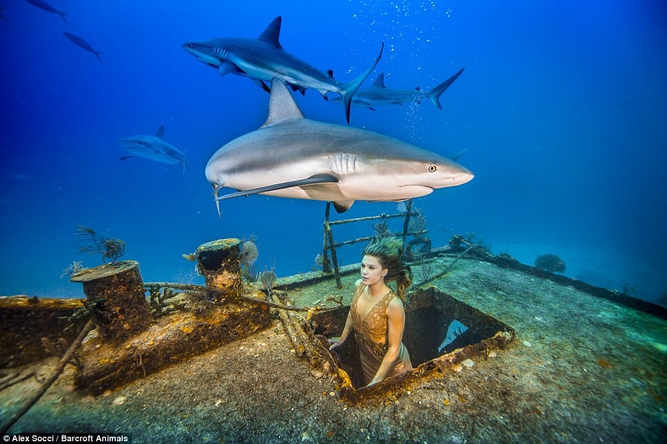 brazilian model shoots with sharks