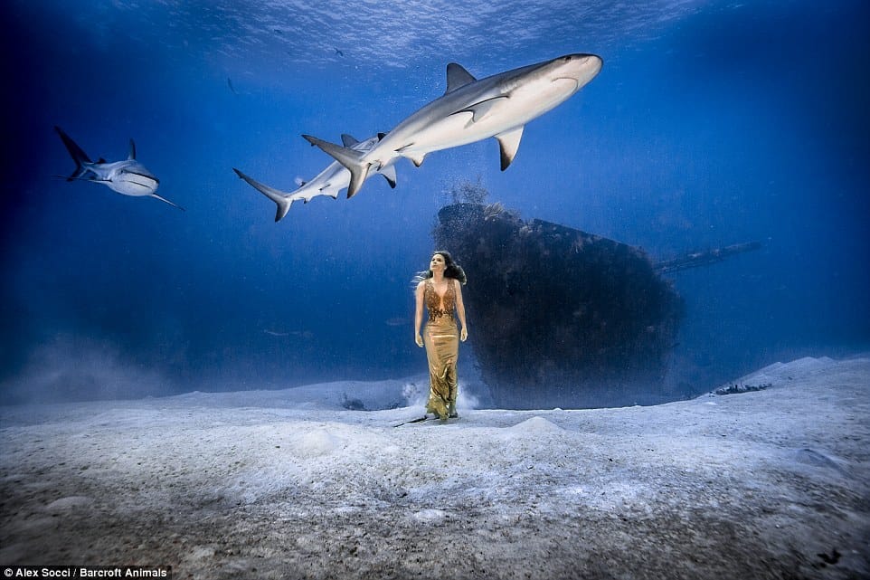 brazilian model shoots with sharks