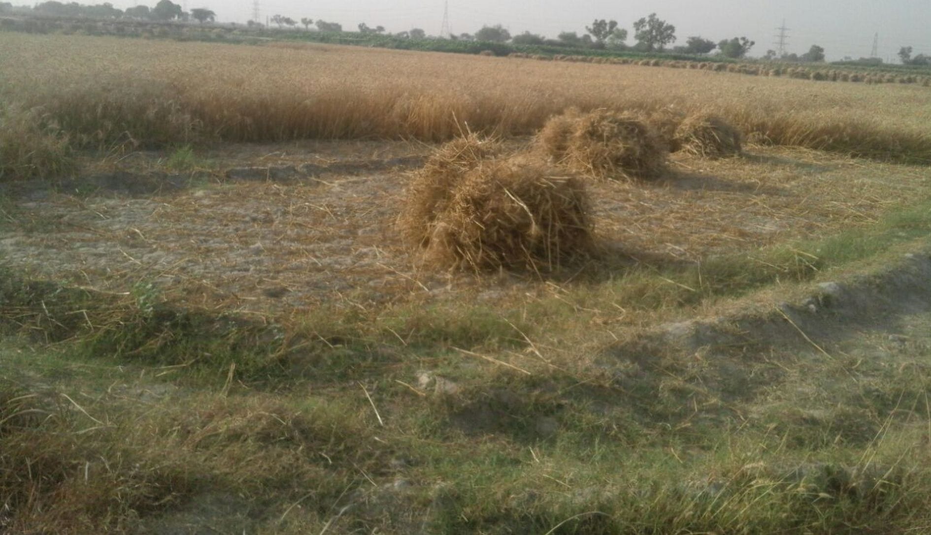 HP Govt Demands To Continue Wheat Supply to Himachal.