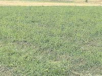 Agriculture, Tommatto Crop, Yamunanagar