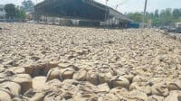 Agriculture, Wheat in Mandi, Yamunanagar