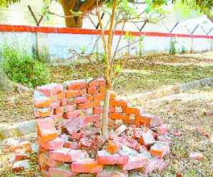 Without the preparation of planting 12.3 million budget