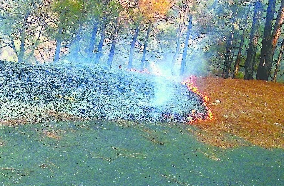 Burned forest, mist spreading
