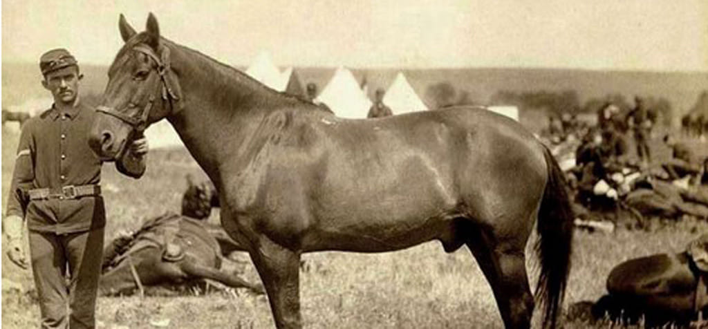 A tribute to Shaktiman, Top 10 Famous War Horses in History
