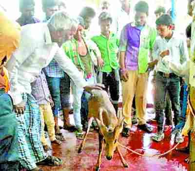 three deer died