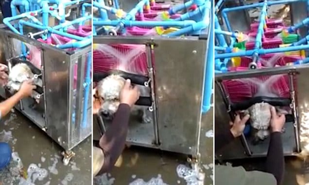 automatic washing machine to wash dogs