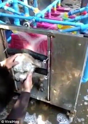 automatic washing machine to wash dogs