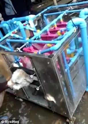 automatic washing machine to wash dogs
