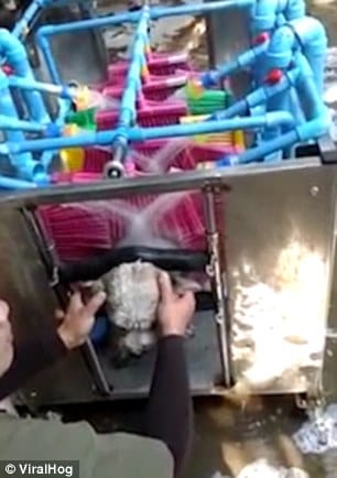 automatic washing machine to wash dogs