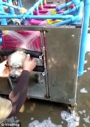 automatic washing machine to wash dogs