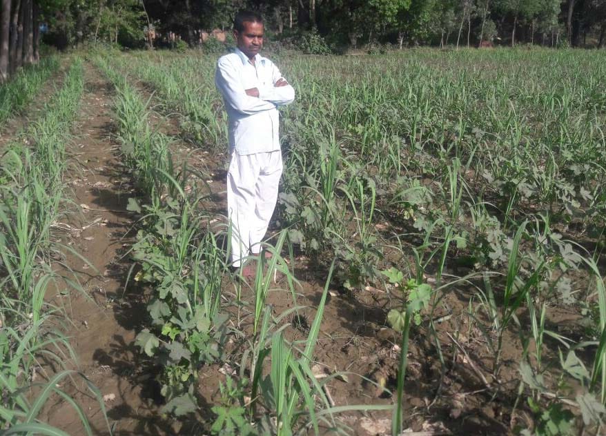 Farmers Shfsli The trend of increased cultivation