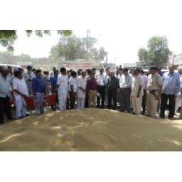 Sirsa News, Hindi News, kunduu, Sirsa