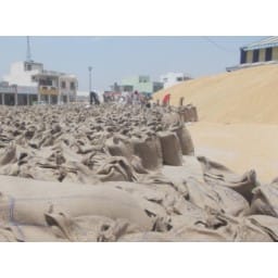 Mandi, Jhajjar Mandi, Wheat purchase, Wheat lifting, Jhajjar