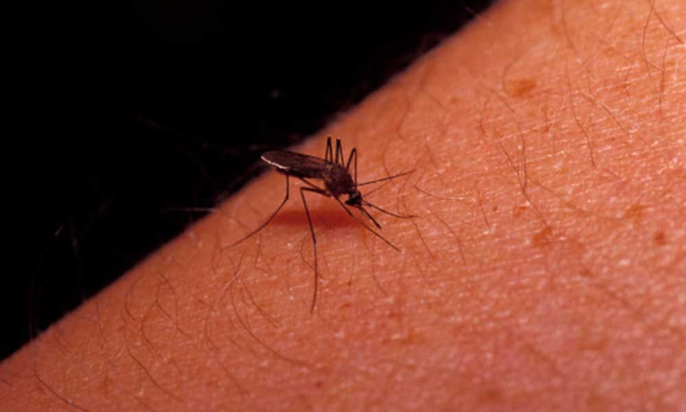 symptoms and prevention of dengue fever