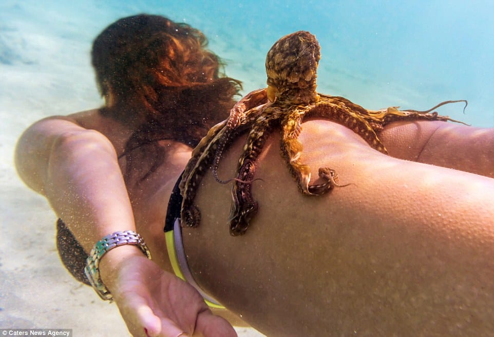 snorkelling with octopus