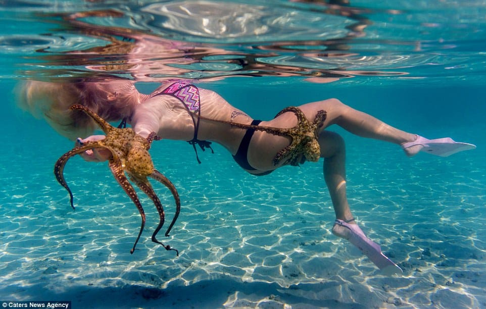 snorkelling with octopus