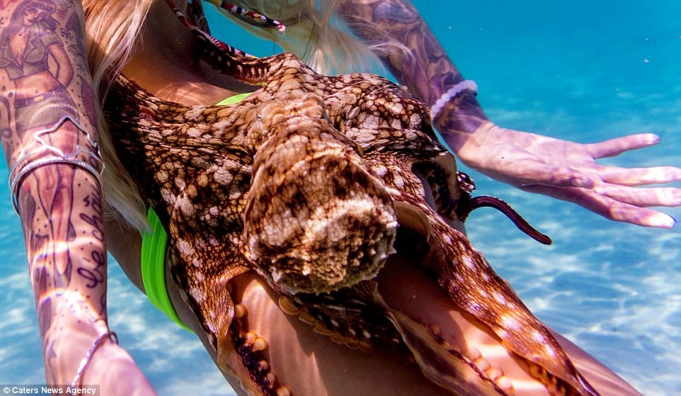 snorkelling with octopus