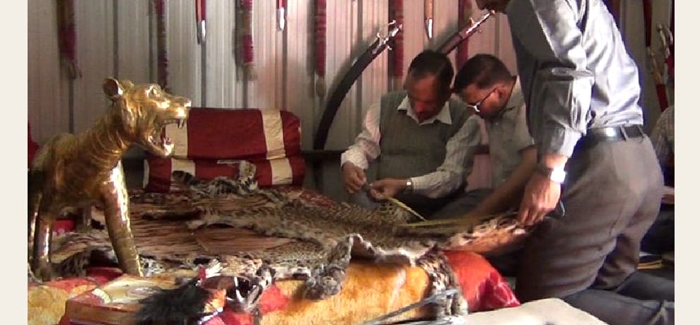3 lions and a leopard skin recovered from Ramlok ashram kandaghat.