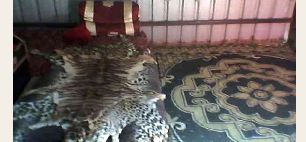 3 lions and a leopard skin recovered from Ramlok ashram kandaghat.
