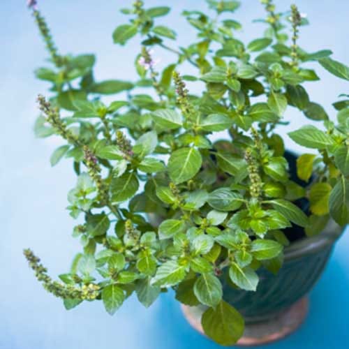 natural ways to remove mosquitoes from home