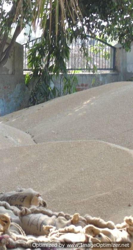 good price of wheat for farmers