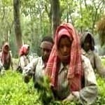 ये किशनगंज की चाय है जनाब!