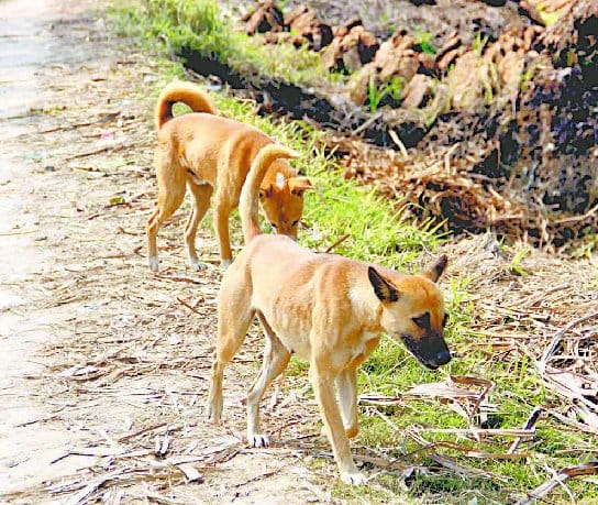 Child condition critical due to dog attack