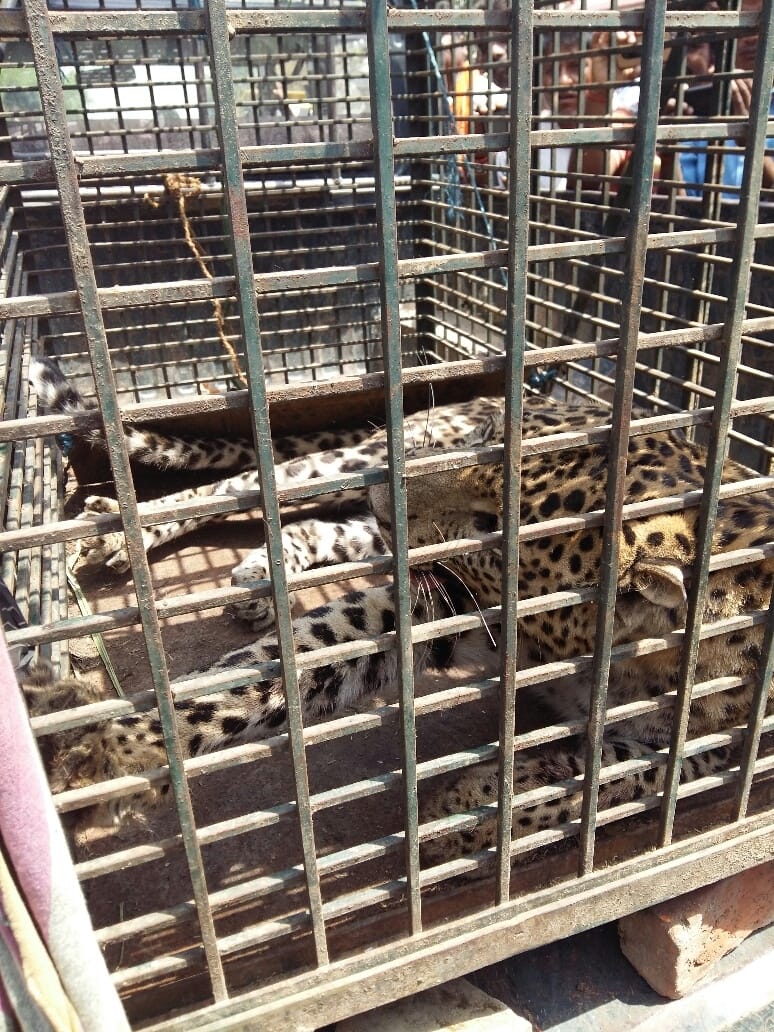 Eight injured in leopard attack in Frenda