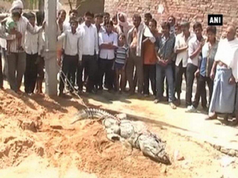 मगरमच्छ